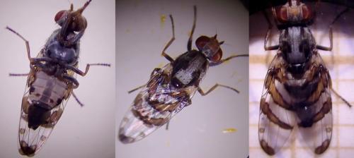 Myennis octopunctata
